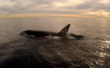 Standup Paddle Boarder sees Orcas (Killer Whales) near Southern California Coastline blank