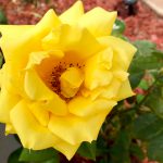 Yellow Rose in Mission Beach