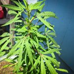 marijuana plant san diego mission neach