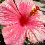 South Mission Beach Flowers Summer 2017