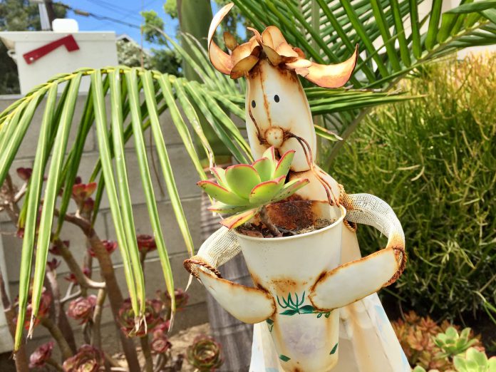 South Mission Beach Flowers Summer 2017 blank